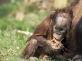 Young Orang-Utan (Pongo Pygmaeus)  in Captivity  Apenheul Zoo  Netherlands (Holland)  Europe