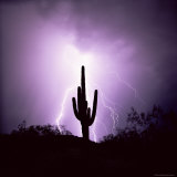 Cactus Silhouetted Against Lightning  Tucson  Arizona  USA