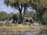 Elephant and Zebras at the Khwai River  Moremi Wildlife Reserve  Botswana  Africa