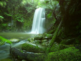 Beauchamp Fall  Waterfall in the Rainforest  Otway NP  Great Ocean Road  Victoria  Australia