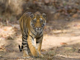 Bengal Tiger (Panthera Tigris Tigris)  Bandhavgarh  Madhya Pradesh  India