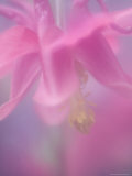 Columbine  Aquilegia Vulgaris