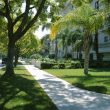 Trees and Grass Along Sidewalk  Beverly Hills  Los Angeles  California  USA