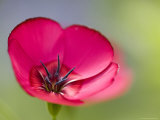 Scarlet Flax  (Linum Grandiflorum Rubrum)  Bielefeld  Nordrhein Westfalen  Germany