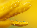 Marigold  Calendula Officinalis  Bielefeld  Germany