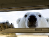 Polar Bear (Ursus Maritimus)  Hudson Bay  Churchill  Manitoba  Canada  North America