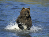 Brown Bear  (Ursus Arctos)  Lake Clark National Park  Alaska  USA