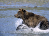 Brown Bear  (Ursus Arctos)  Lake Clark National Park  Alaska  USA