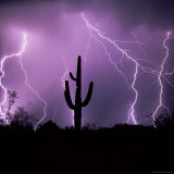 Cactus Silhouetted Against Lightning  Tucson  Arizona  USA