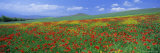 Panoramic View of Field of Poppies and Wild Flowers Near Montchiello  Tuscany  Italy  Europe