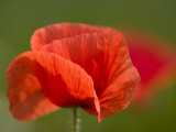 Corn Poppy  Papaver Rhoeas  Bielefeld  Nordrhein Westfalen  Germany