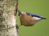 Eurasian Nuthatch  (Sitta Europaea)  Bielefeld  Nordrhein Westfalen  Germany