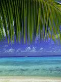 Palm Frond and Beach  Rangiroa Atoll  Tuamotu Archipelago  French Polynesia  South Pacific Islands