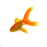 Goldfish