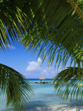 Palm Fronds and Beach  Rangiroa Atoll  Tuamotu Archipelago  French Polynesia  South Pacific Islands