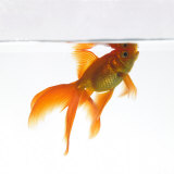 Goldfish Swimming Just Below the Surface of the Water