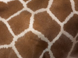 Close-Up of Skin of a Reticulated Giraffe (Giraffa Camelopardalis Reticulata)  in Captivity  Africa
