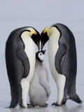 Emperor Penguin Chick and Adulta  Snow Hill Island  Weddell Sea  Antarctica  Polar Regions