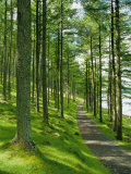 Path and Sunlight Through Pine Trees  Burtness Wood  Near Buttermere  Cumbria  England