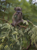 Young Chacma Baboon Playing in Tree  Kruger National Park  Mpumalanga  South Africa  Africa