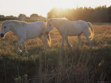 Camargue Horses  La Petite Camargue  in the Region of Aigues-Mortes  Languedoc-Roussillon  France