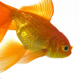 Goldfish