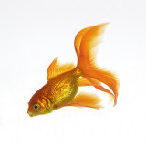 Goldfish