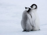 Emperor Penguin Chicks  Snow Hill Island  Weddell Sea  Antarctica  Polar Regions