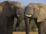 Elephants Socialising in Addo Elephant National Park  Eastern Cape  South Africa
