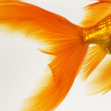 Close-up of a Goldfish Tail