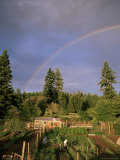 Farmer Tending Organic Vegetable Garden  Vashon Island  Puget Sound  Washington State  USA