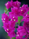 Bougainvillea Blooming  Island of Martinique  Lesser Antilles  French West Indies  Caribbean