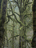 Moss Covered Maple Trees  Dosewallips Campground  Olympic National Park  Washington State  USA