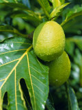 Breadfruit  Taipivai Bay  Nuku Hiva Island  Marquesas Islands Archipelago  French Polynesia