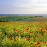 Poppies on the South Downs  Sussex  England