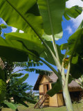 La Maison Du Jouir (House of Pleasure)  French Polynesia  South Pacific Islands