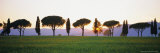 Rows of Cypress and Parasol Pine Trees  Sunrise  Grosseto Province  Tuscany  Italy
