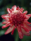 Torch Ginger Flower  Lesser Antilles  French West Indies