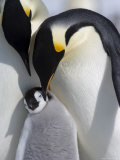 Emperor Penguin Chick and Adults  Snow Hill Island  Weddell Sea  Antarctica  Polar Regions