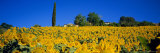 Sunflower Field  Tuscany  Italy  Europe