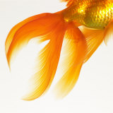 Close-up of a Goldfish Tail
