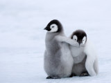 Emperor Penguin Chicks  Snow Hill Island  Weddell Sea  Antarctica  Polar Regions