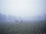 Horses Running in Mist  Vashon Island  Washington State