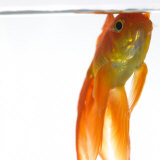 Goldfish Just Below Surface of the Water