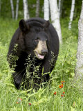 Captive Black Bear (Ursus Americanus)  Sandstone  Minnesota