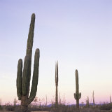Cactus Plants after Sunset  Baja  Mexico  North America