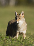 Coyote (Canis Latrans) Standing  in Captivity  Sandstone  Minnesota  USA