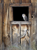Captive Barn Owl (Tyto Alba) in Barn Window  Boulder County  Colorado
