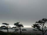 Wind Beaten Trees and Gray Weather at Kalaloch Beach  Olympic National Park  Washington State  USA