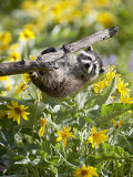 Captive Baby Raccoon Hanging on to a Branch Among Arrowleaf Balsam Root  Bozeman
